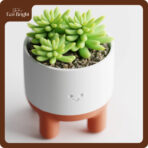 Chậu Cây Decor Để Bàn Meolo - Ảnh 4