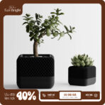 Chậu Cây Decor Để Bàn Square